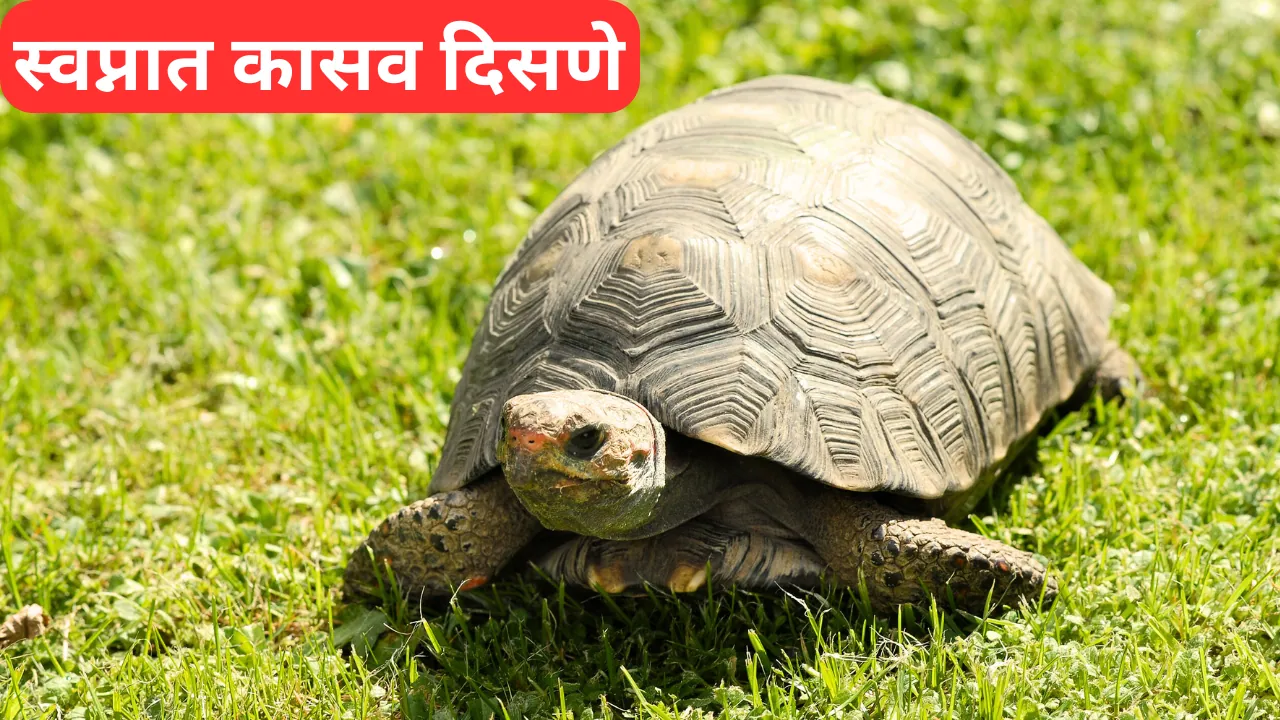 Swapnat Kasav Disane