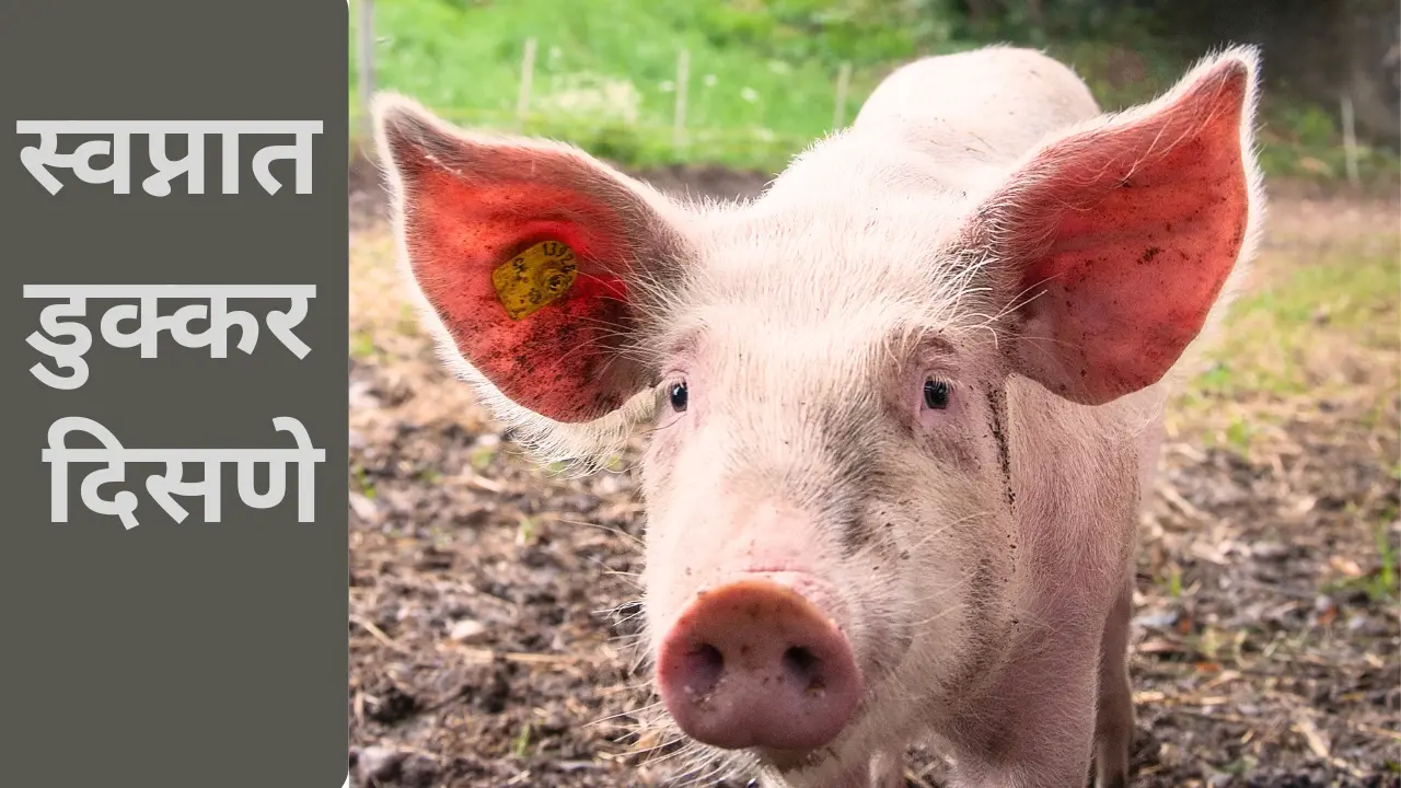 Swapnat Dukkar Disne