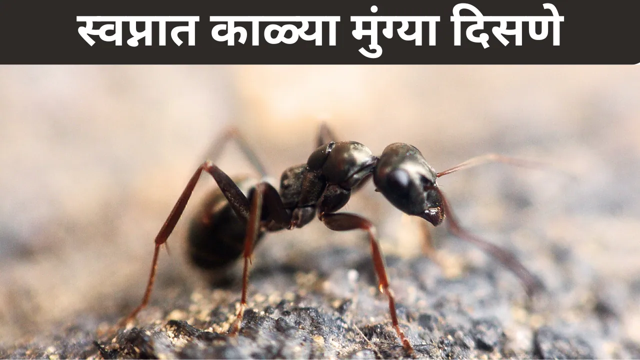 Swapnat Kalya Mungya Disne