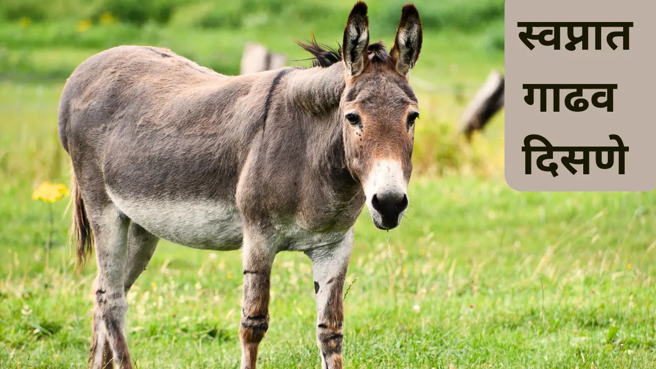 Swapnat Gadhav Disne