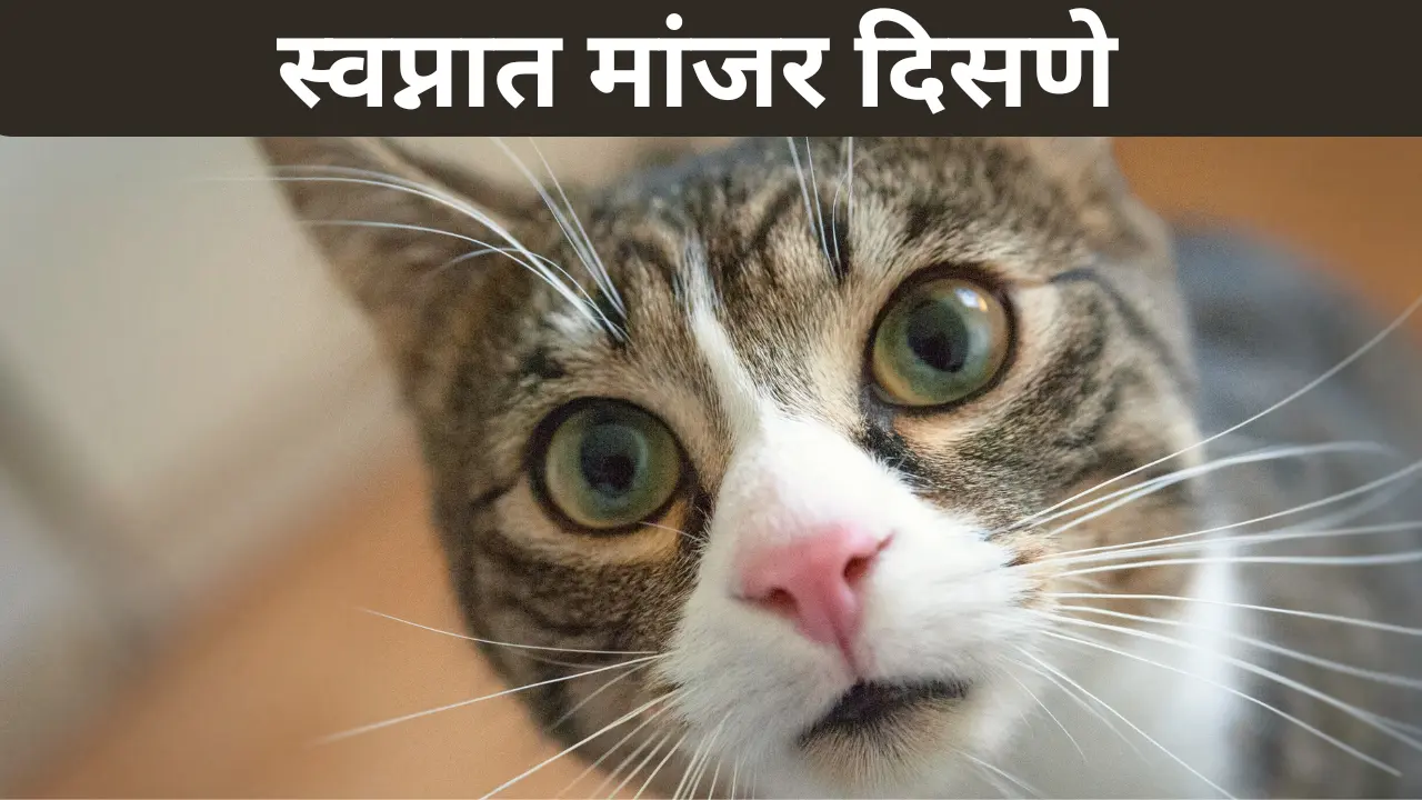 Swapnat Manjar Disne