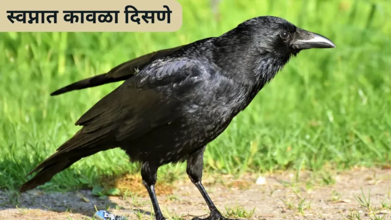 Swapnat Kavala Disne